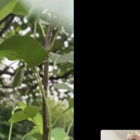 0rt0frutta thumbnail
