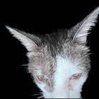 Caleb Owens thumbnail