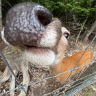 alisonhell thumbnail