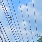 tsuji01 thumbnail