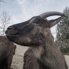 Sir Goat thumbnail