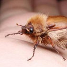 weevilthewizard thumbnail