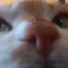carbonatedshampoo thumbnail