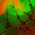 cloudfrog thumbnail