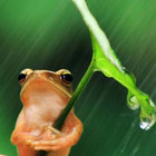 toadlysage thumbnail