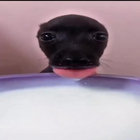 sniziwizi thumbnail
