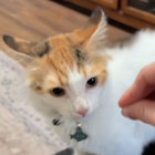 callieafters thumbnail