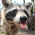 possumgod thumbnail