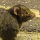 Oost thumbnail