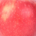dooplepoodle thumbnail