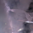 30684 thumbnail