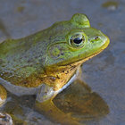 Pond Frog's Music Compendium thumbnail