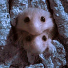 jellybee thumbnail