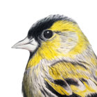 veikkeli thumbnail