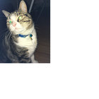 graham-mellors thumbnail