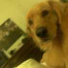 ogese thumbnail