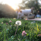 Saint Something thumbnail