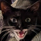 catdadboogie thumbnail