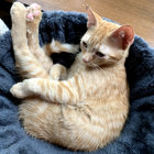 Aroop Roy - Talkin Bout Life EP | Aroop Roy | House of Disco Records