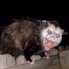 0bjective thumbnail