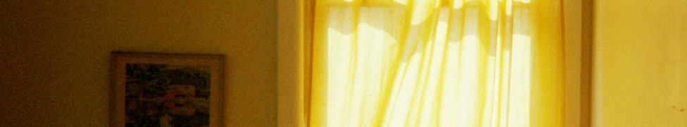 vireo — Photo