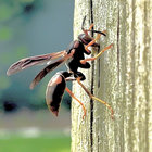 stink_bugs thumbnail