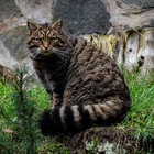 highlandtiger thumbnail