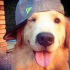 dogboyatora thumbnail