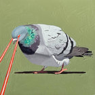 pigeonquery thumbnail