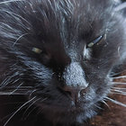EveningEmma thumbnail