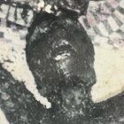 walrus thumbnail
