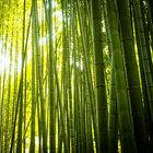 plant05 thumbnail