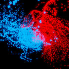 Scanavium21 thumbnail