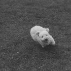 Sophie Taylor thumbnail