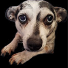 space_hound thumbnail