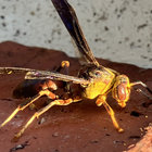 damibeetle thumbnail