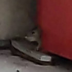 the life and times of redbox rat thumbnail