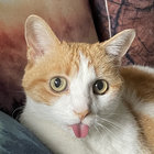 Lily W thumbnail