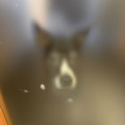 FozzieBear5599 thumbnail
