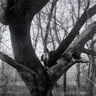 quietlightsy thumbnail