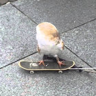 chelowl thumbnail