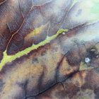 erdnaelin thumbnail