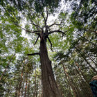treejmusic thumbnail