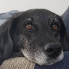 eppst1 thumbnail