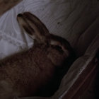 lana bunny thumbnail