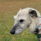 skipthehound thumbnail