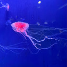 Jellyfishman thumbnail