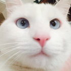 Kitty Kat thumbnail