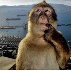 clumner thumbnail