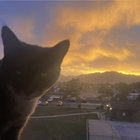 Tripp thumbnail